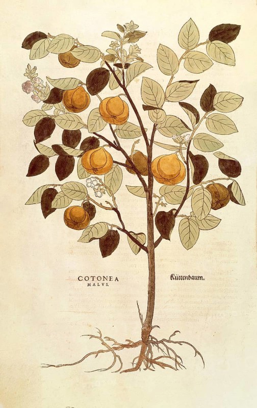 Quince, Cydonia oblonga, Cotonea malus, coloured illustration by Leonhart Fuchs, (1542), from De historia stirpium commentarii insignes, digital reproduction in authentic condition, Historical