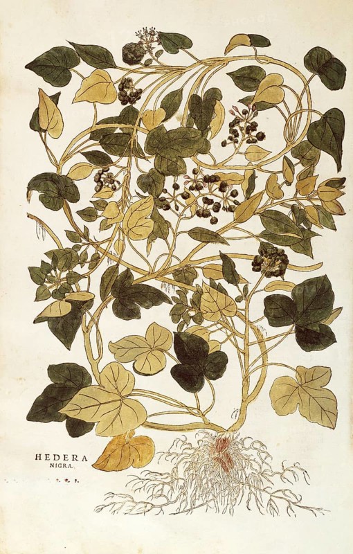 Ivy, Hedera helix nigra aurea, coloured illustration by Leonhart Fuchs, (1542), from De historia stirpium commentarii insignes, digital reproduction in authentic condition, Historical