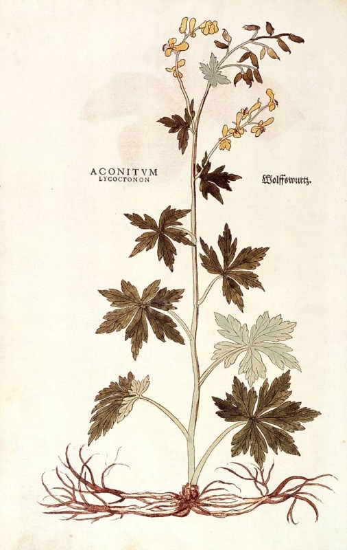 Monkshood, Wolfsbane, Aconitum lycoctonum, coloured illustration by Leonhart Fuchs, (1542), from De historia stirpium commentarii insignes, digital reproduction in authentic condition, Historical