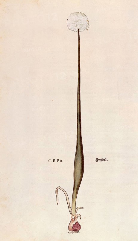 Onion, Allium cepa, coloured illustration by Leonhart Fuchs, (1542), from De historia stirpium commentarii insignes, digital reproduction in authentic condition, Historical