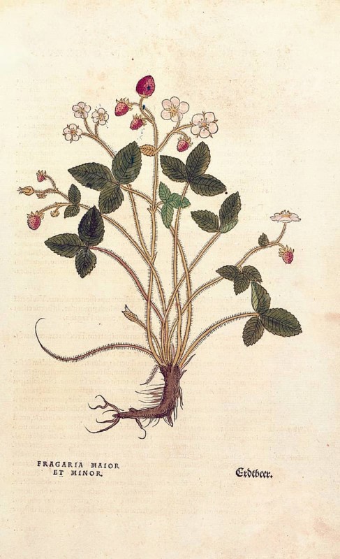 Wild strawberry, Fragaria vesca, Fragaria maior et minor, coloured illustration by Leonhart Fuchs, (1542), from De historia stirpium commentarii insignes, digital reproduction in authentic condition, Historical