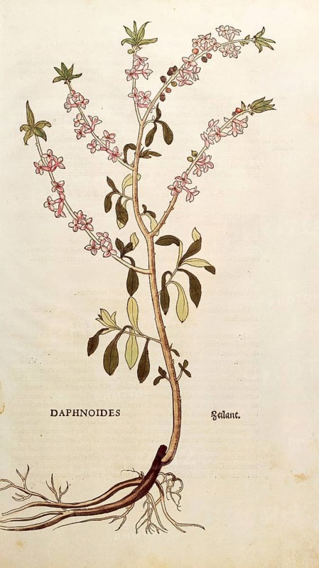 Daphne mezereum, Daphnoides, coloured illustration by Leonhart Fuchs, (1542), from De historia stirpium commentarii insignes, digital reproduction in authentic condition, Historical
