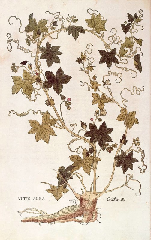 Red bryony, Bryonia dioica, Vitis alba, coloured illustration by Leonhart Fuchs, (1542), from De historia stirpium commentarii insignes, digital reproduction in authentic condition, Historical