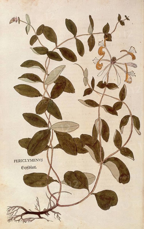 Honeysuckle, Lonicera periclymenum, coloured illustration by Leonhart Fuchs, (1542), from De historia stirpium commentarii insignes, digital reproduction in authentic condition, Historical