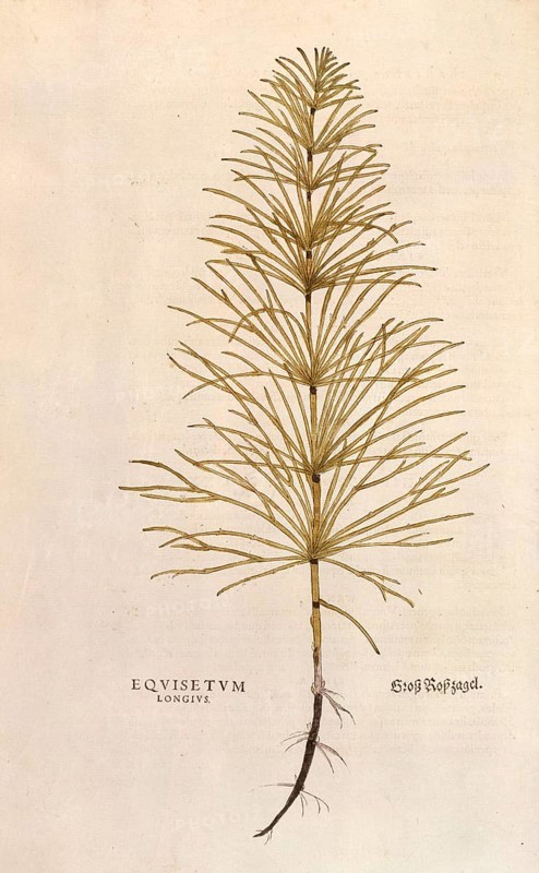 Horsetail, Equisetum arvense, Equisetum longius, coloured illustration by Leonhart Fuchs, (1542), from De historia stirpium commentarii insignes, digital reproduction in authentic condition, Historical