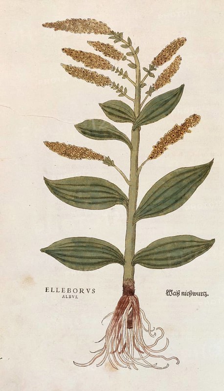White False Helleborne, Veratrum album, Elleborus albus, coloured illustration by Leonhart Fuchs, (1542), from De historia stirpium commentarii insignes, digital reproduction in authentic condition, Historical