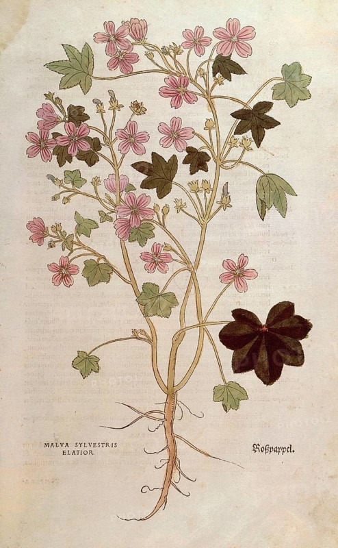 Common mallow, Malva sylvestris elatior, coloured illustration by Leonhart Fuchs, (1542), from De historia stirpium commentarii insignes, digital reproduction in authentic condition, Historical