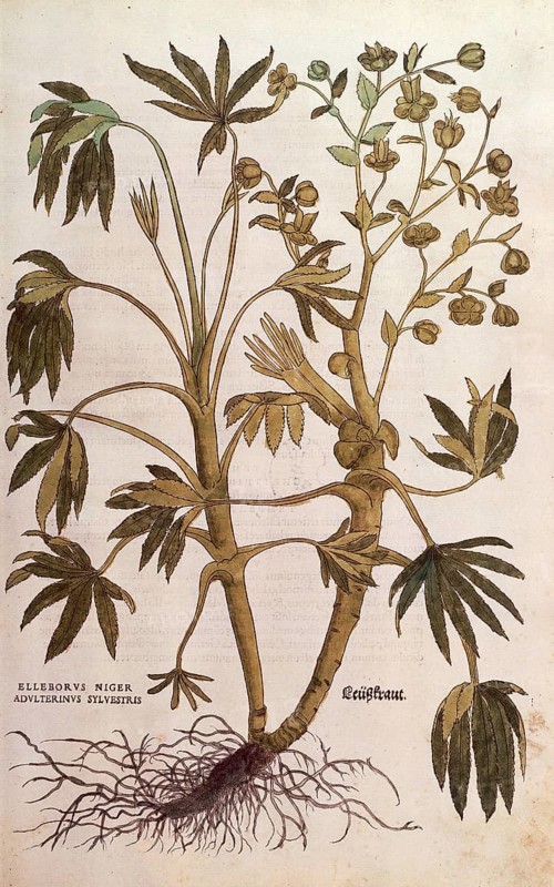 Stinking hellebore, Helleborus foetidus, Helleborus niger adulterinus sylvestris, coloured illustration by Leonhart Fuchs, (1542), from De historia stirpium commentarii insignes, digital reproduction in authentic condition, Historical