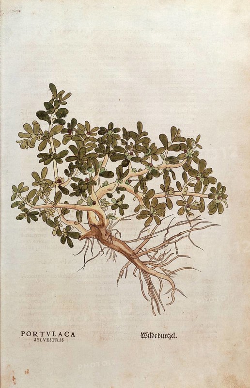 Portulaca, Portulaca oleracea, Portulaca sylvestris, coloured illustration by Leonhart Fuchs, (1542), from De historia stirpium commentarii insignes, digital reproduction in authentic condition, Historical