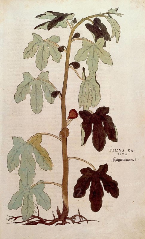 Fig, Ficus carica, Ficus sativa, coloured illustration by Leonhart Fuchs, (1542), from De historia stirpium commentarii insignes, digital reproduction in authentic condition, Historical