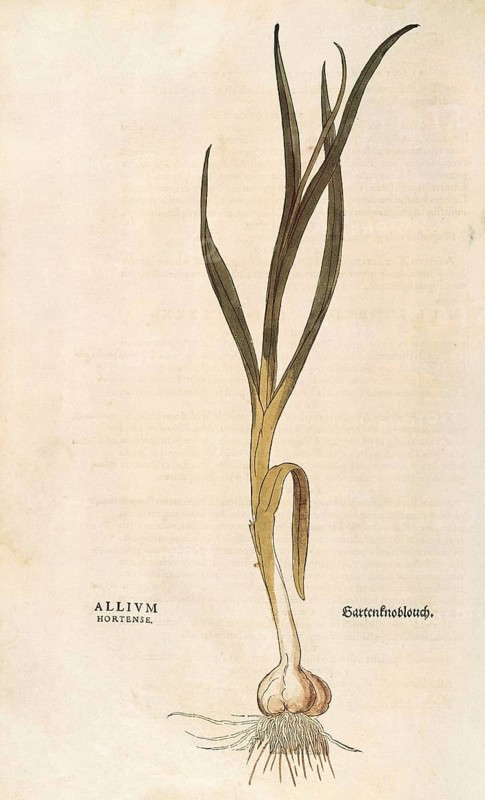 Garlic, Allium sativum, Allium hortense, coloured illustration by Leonhart Fuchs, (1542), from De historia stirpium commentarii insignes, digital reproduction in authentic condition, Historical