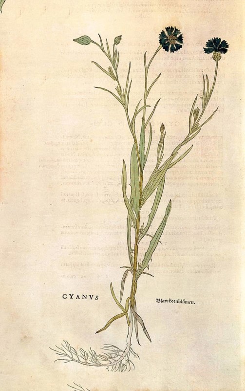 Cornflower, Centaurea cyanus, coloured illustration by Leonhart Fuchs, (1542), from De historia stirpium commentarii insignes, digital reproduction in authentic condition, Historical