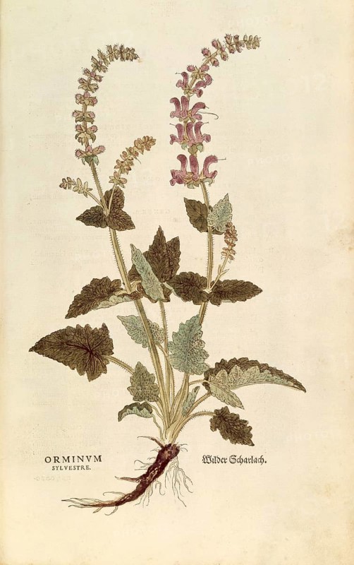 Dragon's mouth, Horminum or Orminum sylvestre, coloured illustration by Leonhart Fuchs, (1542), from De historia stirpium commentarii insignes, digital reproduction in authentic condition, Historical
