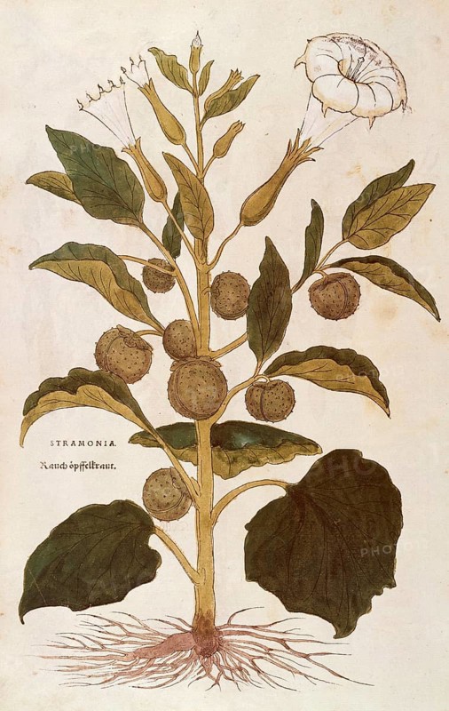 Jimson Weed, Datura stramonium, Stramonia, coloured illustration by Leonhart Fuchs, (1542), from De historia stirpium commentarii insignes, digital reproduction in authentic condition, Historical
