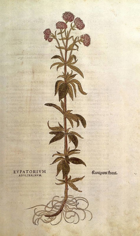 Water eupatorium, Eupatorium cannabinum, Eupatorium adulterinum, coloured illustration by Leonhart Fuchs, (1542), from De historia stirpium commentarii insignes, digital reproduction in authentic condition, Historical