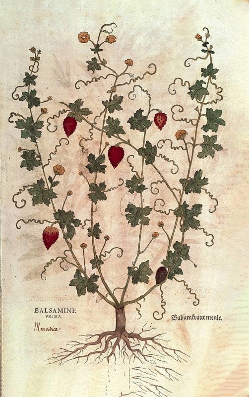 Balsam apple, Momordica balsamina, coloured illustration by Leonhart Fuchs, (1542), from De historia stirpium commentarii insignes, digital reproduction in authentic condition, Historical