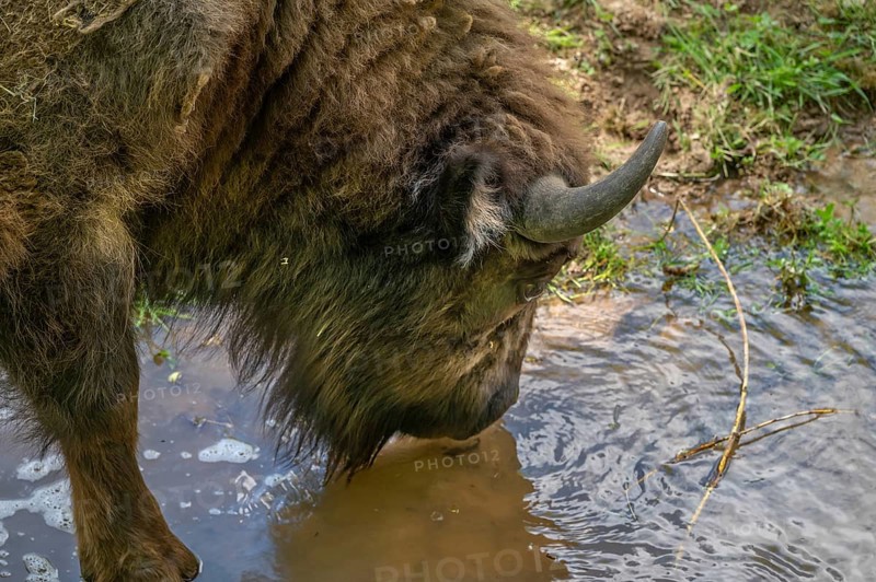 European bison (Bison bonasus) in a stream, wildlife park, Bavaria, Germany