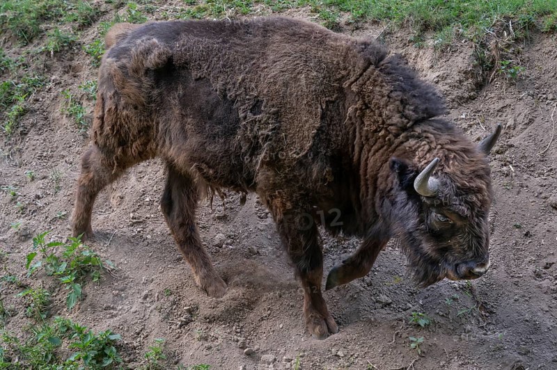 European bison (Bison bonasus), wildlife park, Bavaria, Germany