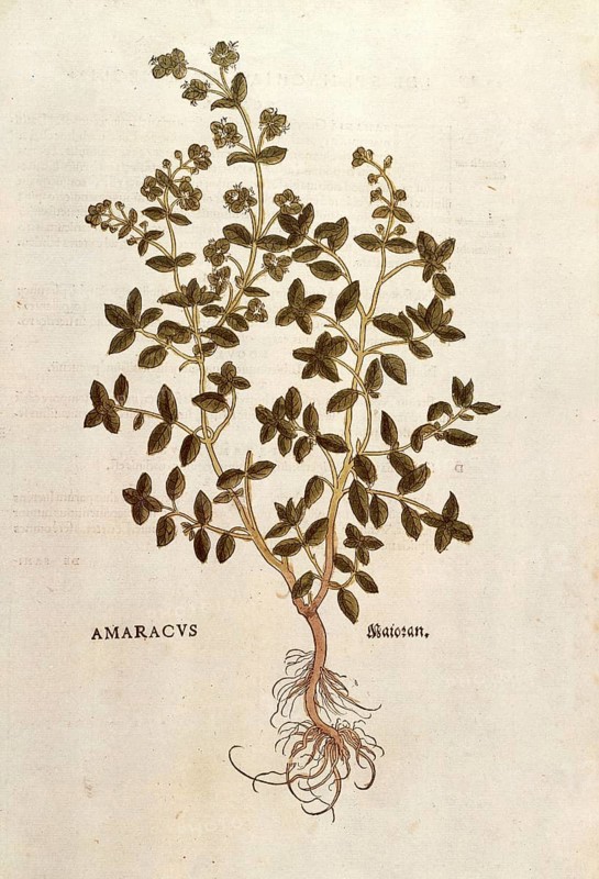 Marjoram, Origanum majorana, Amaracus, coloured illustration by Leonhart Fuchs, (1542), from De historia stirpium commentarii insignes, digital reproduction in authentic condition, Historical