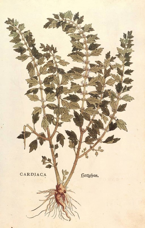 Heartwort, Leonurus cardiaca, coloured illustration by Leonhart Fuchs, (1542), from De historia stirpium commentarii insignes, digital reproduction in authentic condition, Historical