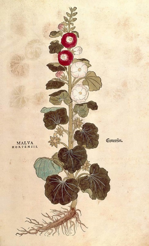 Hollyhock, Alcea, Malva hortensis, coloured illustration by Leonhart Fuchs, (1542), from De historia stirpium commentarii insignes, digital reproduction in authentic condition, Historical