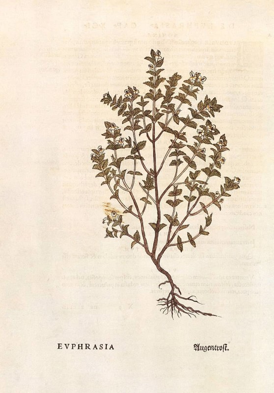 Eyebright, Euphrasia officinalis, coloured illustration by Leonhart Fuchs, (1542), from De historia stirpium commentarii insignes, digital reproduction in authentic condition, Historical
