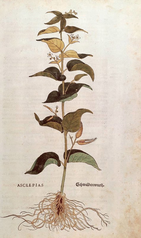 Swallowwort, Cynanchum vincetoxicum, Asclepias, coloured illustration by Leonhart Fuchs, (1542), from De historia stirpium commentarii insignes, digital reproduction in authentic condition, Historical