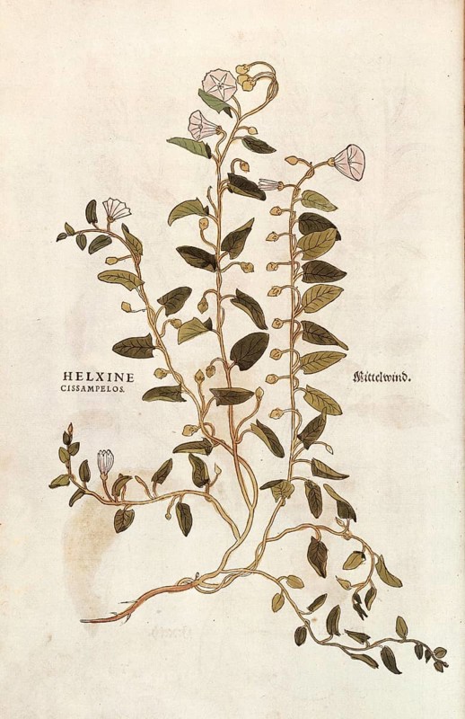 Field bindweed, Convolvulus arvensis, Helxine cissampelos, coloured illustration by Leonhart Fuchs, (1542), from De historia stirpium commentarii insignes, digital reproduction in authentic condition, Historical