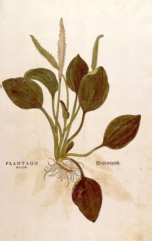Broadleaf plantain, Plantago major, coloured illustration by Leonhart Fuchs, (1542), from De historia stirpium commentarii insignes, digital reproduction in authentic condition, Historical