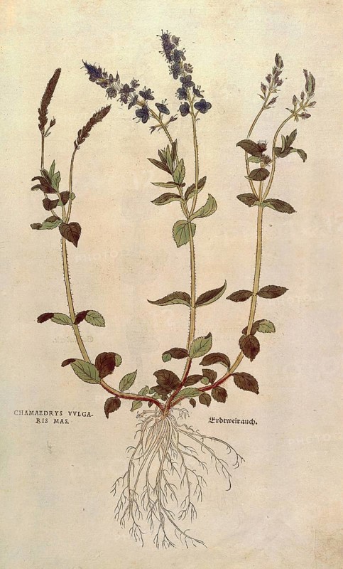 Speedwell, Veronica officinalis or Compact blue speedwell - Veronica allionii, Chamaedrys vulgaris mas, coloured illustration by Leonhart Fuchs, (1542), from De historia stirpium commentarii insignes, digital reproduction in authentic condition, Historical