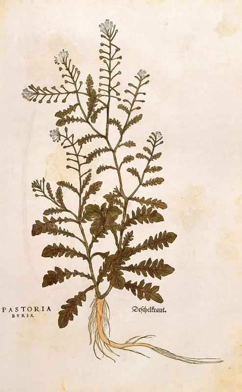 Shepherd's purse, Capsella bursa-pastoris, Pastoria bursa, coloured illustration by Leonhart Fuchs, (1542), from De historia stirpium commentarii insignes, digital reproduction in authentic condition, Historical