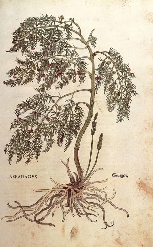 Asparagus, Asparagus officinalis, coloured illustration by Leonhart Fuchs, (1542), from De historia stirpium commentarii insignes, digital reproduction in authentic condition, Historical