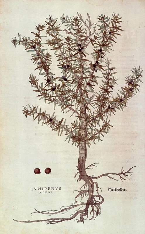 Juniper, Juniperus communis, Juniperus minor, coloured illustration by Leonhart Fuchs, (1542), from De historia stirpium commentarii insignes, digital reproduction in authentic condition, Historical