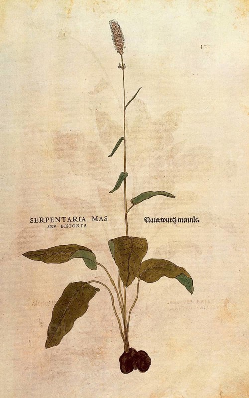Serpentaria, Persicaria bistorta or Bistorta polygonum, Serpentaria mas seu bistorta, coloured illustration by Leonhart Fuchs, (1542), from De historia stirpium commentarii insignes, digital reproduction in authentic condition, Historical
