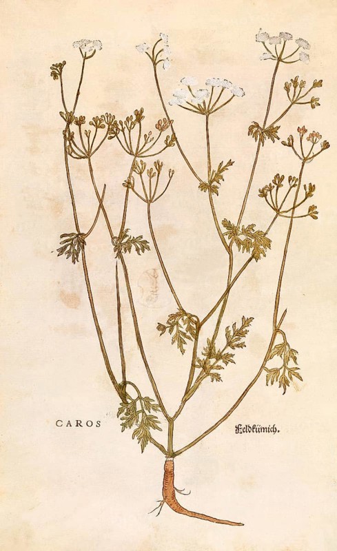 Caraway, Carum carvi, Caros, coloured illustration by Leonhart Fuchs, (1542), from De historia stirpium commentarii insignes, digital reproduction in authentic condition, Historical