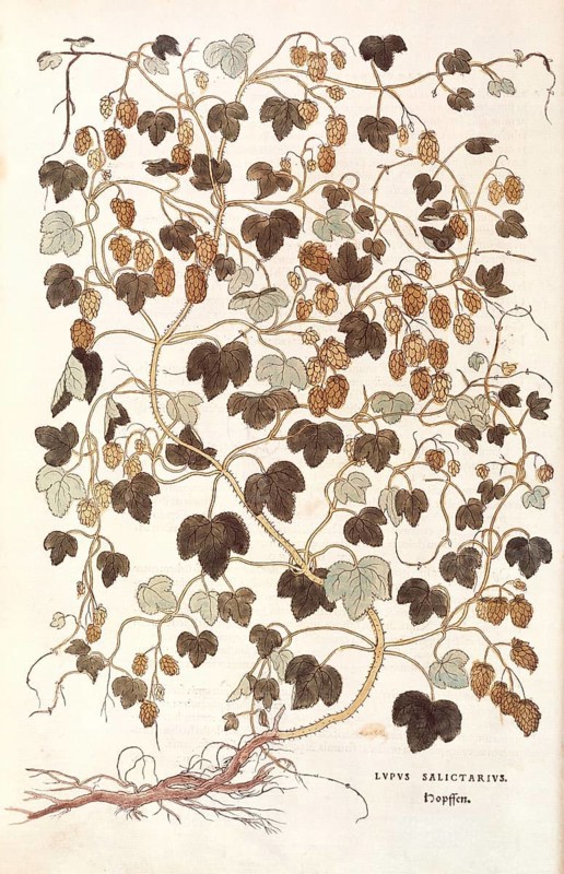 Hops, Humulus lupulus, Lupus salictarius, coloured illustration by Leonhart Fuchs, (1542), from De historia stirpium commentarii insignes, digital reproduction in authentic condition, Historical