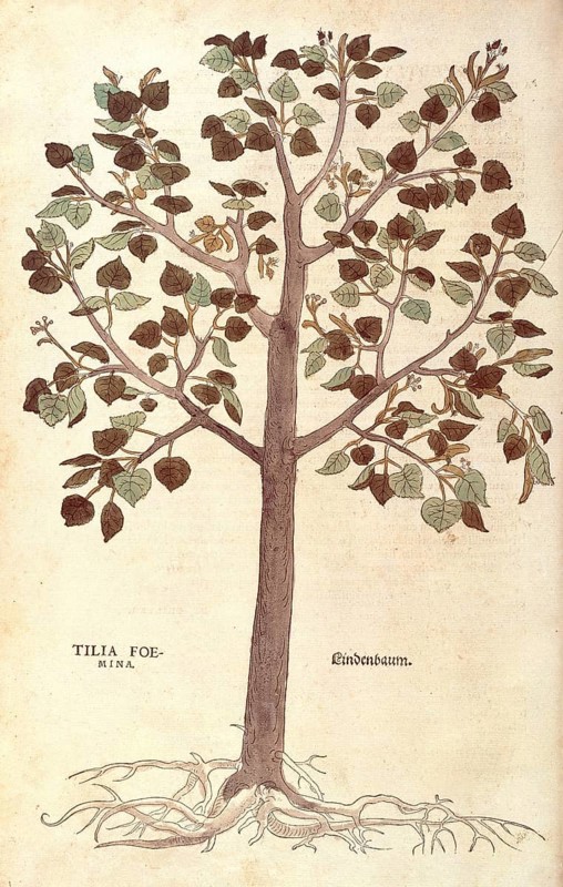 Lime tree, winter lime tree, Tilia cordata, Tilia foemina, coloured illustration by Leonhart Fuchs, (1542), from De historia stirpium commentarii insignes, digital reproduction in authentic condition, Historical