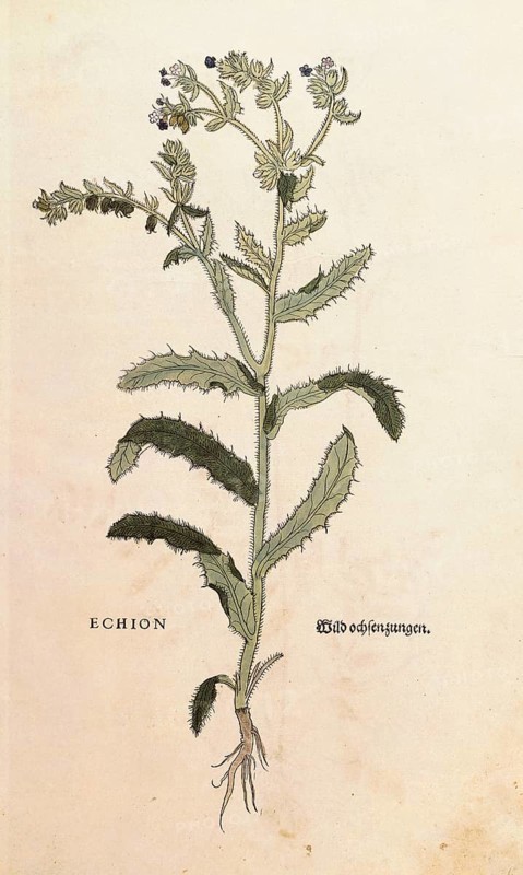 Viper's bugloss, Echium vulgare, Echion, coloured illustration by Leonhart Fuchs, (1542), from De historia stirpium commentarii insignes, digital reproduction in authentic condition, Historical