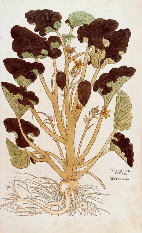 Cucumber, Ecballium elaterium, Cucumis sylvestris, coloured illustration by Leonhart Fuchs, (1542), from De historia stirpium commentarii insignes, digital reproduction in authentic condition, Historical