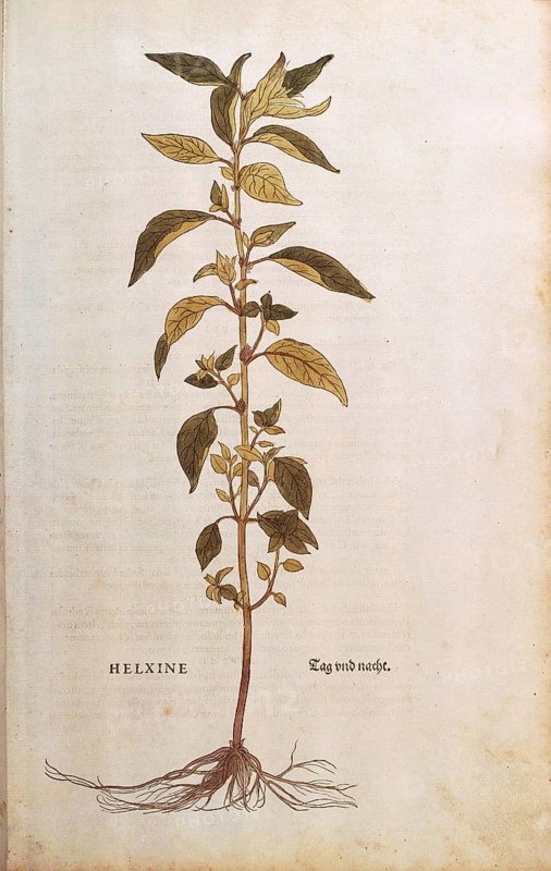 Flaskraut, Parietaria officinalis, Helxine, coloured illustration by Leonhart Fuchs, (1542), from De historia stirpium commentarii insignes, digital reproduction in authentic condition, Historical