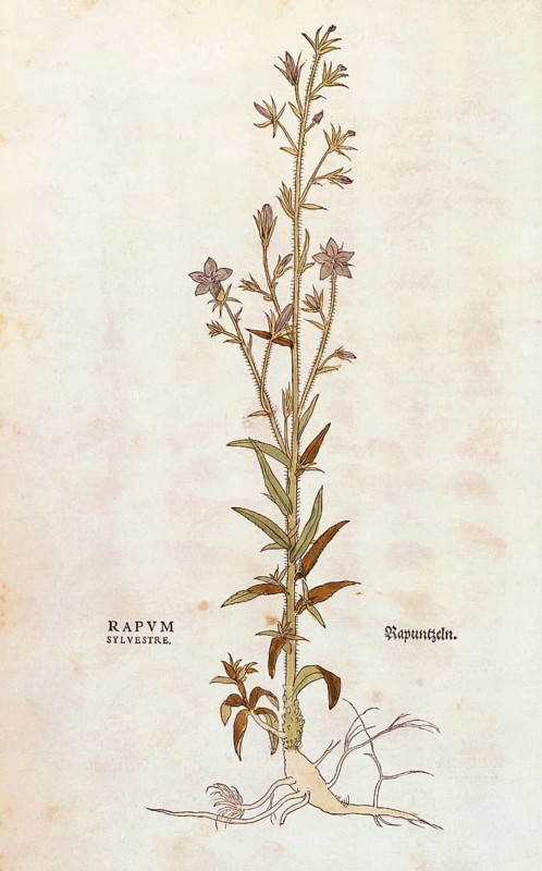 Rapunzel bellflower, Campanula rapunculus, Rapum sylvestre, coloured illustration by Leonhart Fuchs, (1542), from De historia stirpium commentarii insignes, digital reproduction in authentic condition, Historical