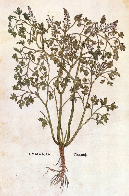 Ground ivy, Fumaria officinalis, coloured illustration by Leonhart Fuchs, (1542), from De historia stirpium commentarii insignes, digital reproduction in authentic condition, Historical