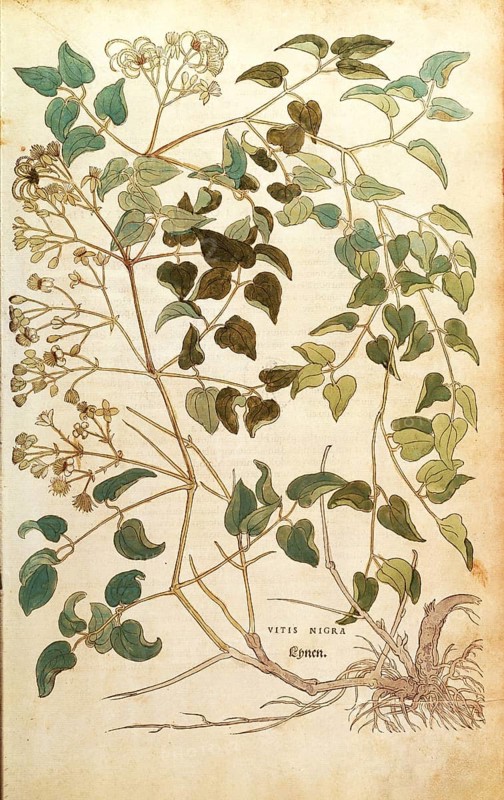 Clematis vitalba, Vitis nigra, coloured illustration by Leonhart Fuchs, (1542), from De historia stirpium commentarii insignes, digital reproduction in authentic condition, Historical