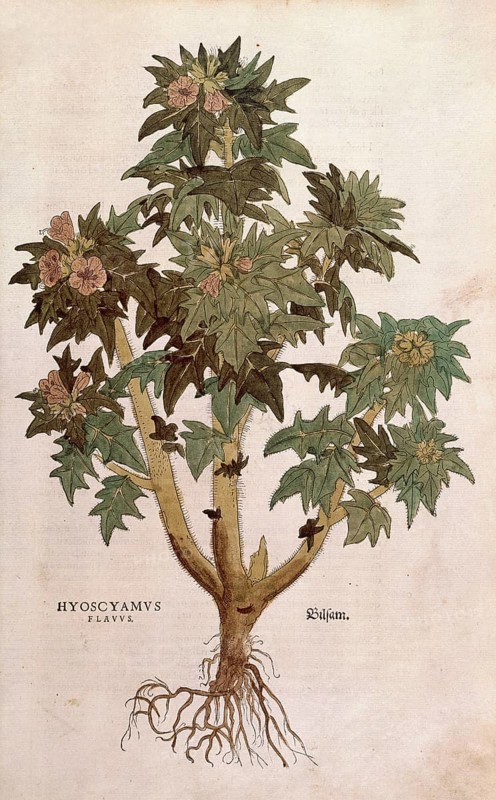 Black henbane, Hyoscyamus niger, Hyoscyamus flavus, coloured illustration by Leonhart Fuchs, (1542), from De historia stirpium commentarii insignes, digital reproduction in authentic condition, Historical