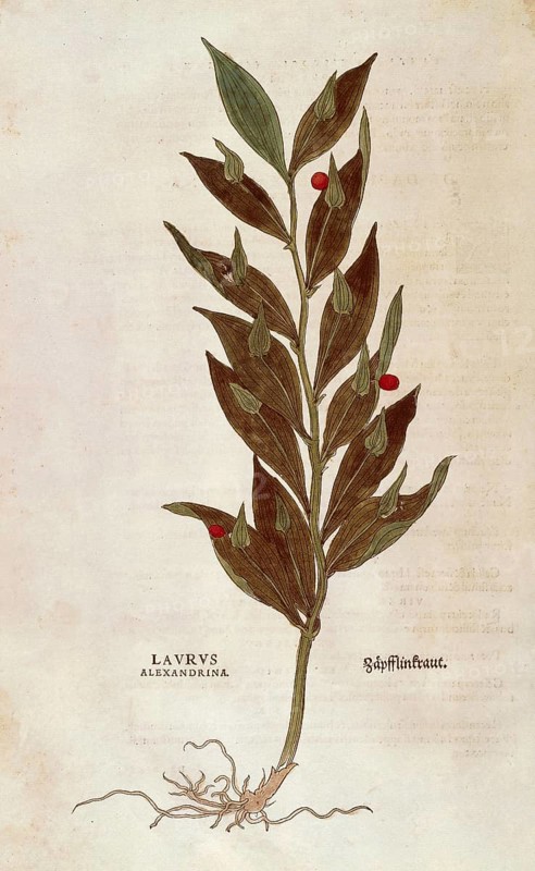 Butcher's broom, Ruscus aculeatus, Laurus alexandrina, coloured illustration by Leonhart Fuchs, (1542), from De historia stirpium commentarii insignes, digital reproduction in authentic condition, Historical