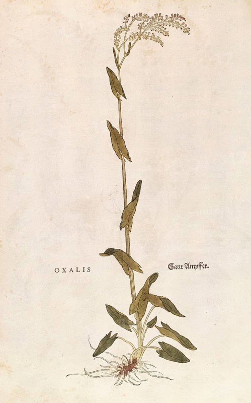 Sorrel, Rumex acetosa, Oxalis, coloured illustration by Leonhart Fuchs, (1542), from De historia stirpium commentarii insignes, digital reproduction in authentic condition, Historical