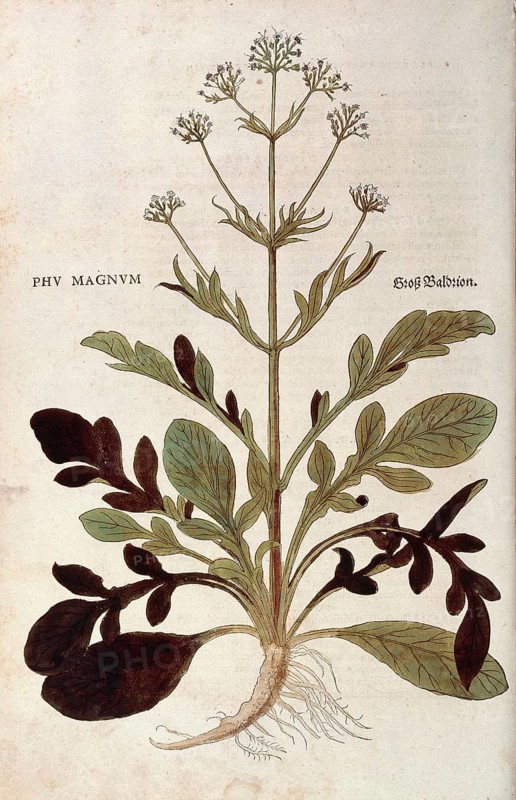 Valerian, Valeriana officinalis, Phu magnum, coloured illustration by Leonhart Fuchs, (1542), from De historia stirpium commentarii insignes, digital reproduction in authentic condition, Historical