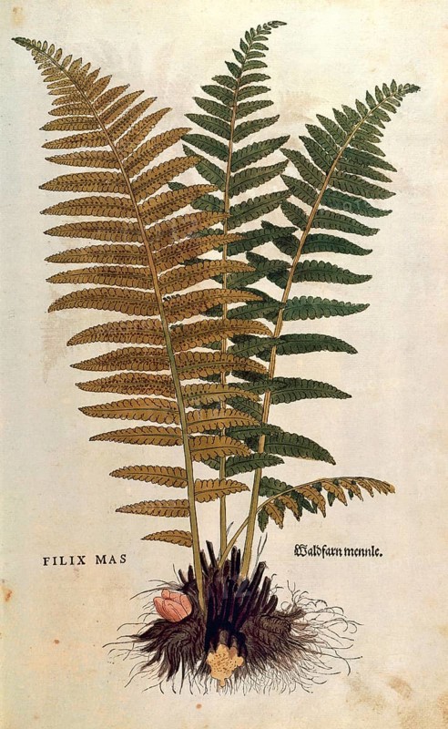 True worm fern, Dryopteris filix-mas, coloured illustration by Leonhart Fuchs, (1542), from De historia stirpium commentarii insignes, digital reproduction in authentic condition, Historical
