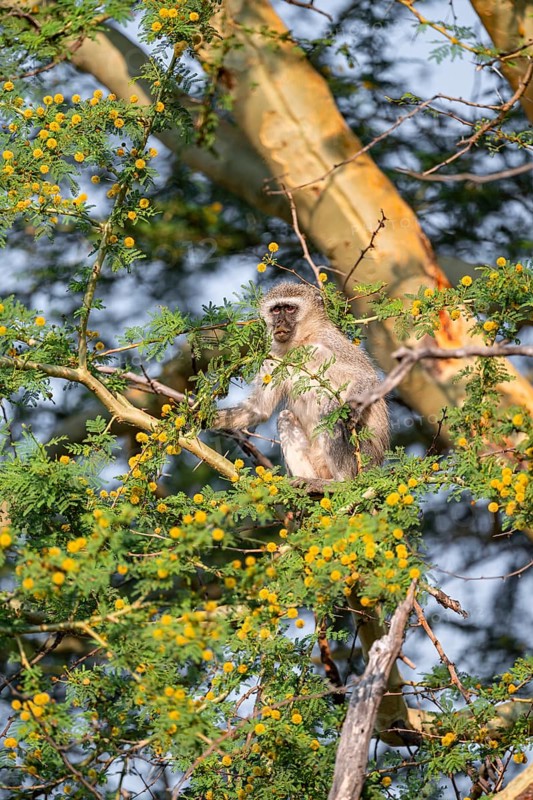 Southern vervet monkey (Chlorocebus pygerythrus) sitting in a flowering tree, eating yellow flowers of an acacia tree, Kruger National Park, South Africa