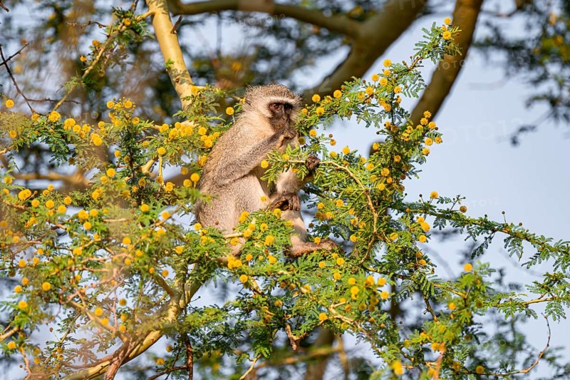 Southern vervet monkey (Chlorocebus pygerythrus) sitting in a flowering tree, eating yellow flowers of an acacia tree, Kruger National Park, South Africa